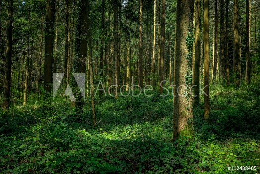 Bild på sous bois avec un arbre sous la lumire